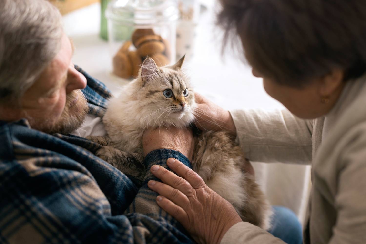 Quand les chats améliorent la qualité de vie au sein des Ehpad