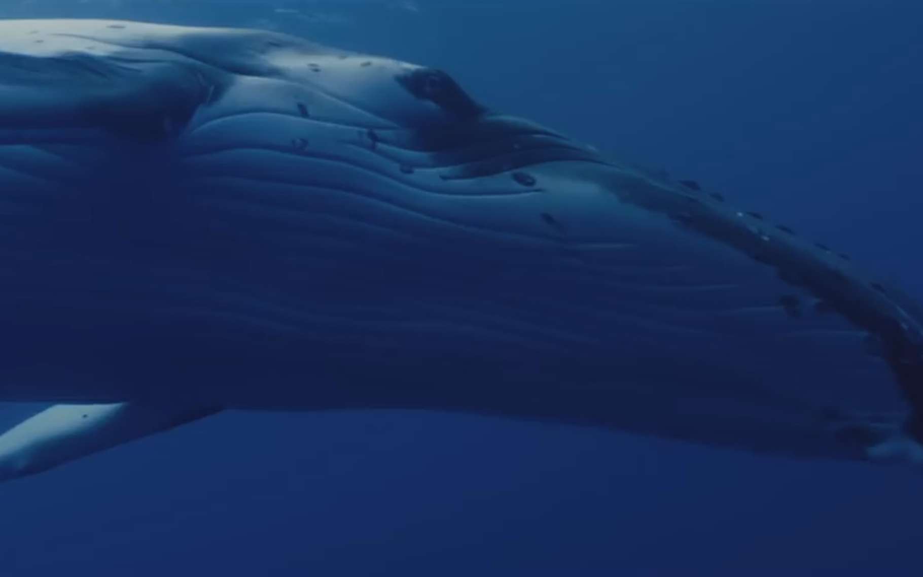 L'Odyssée : Cousteau dévoilé dans un film