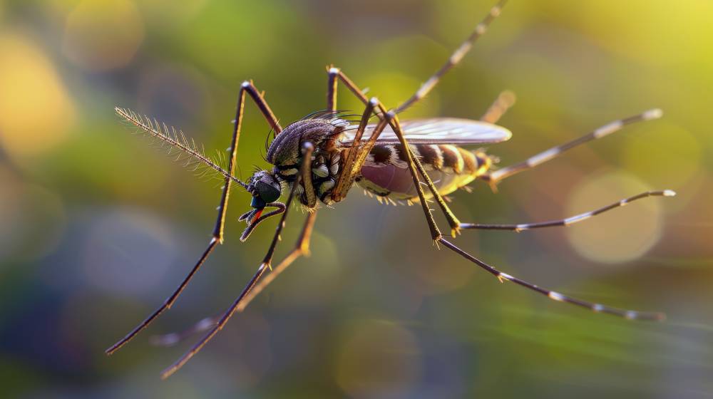 JO 2024 : surveillance renforcée pour le moustique tigre et la dengue !