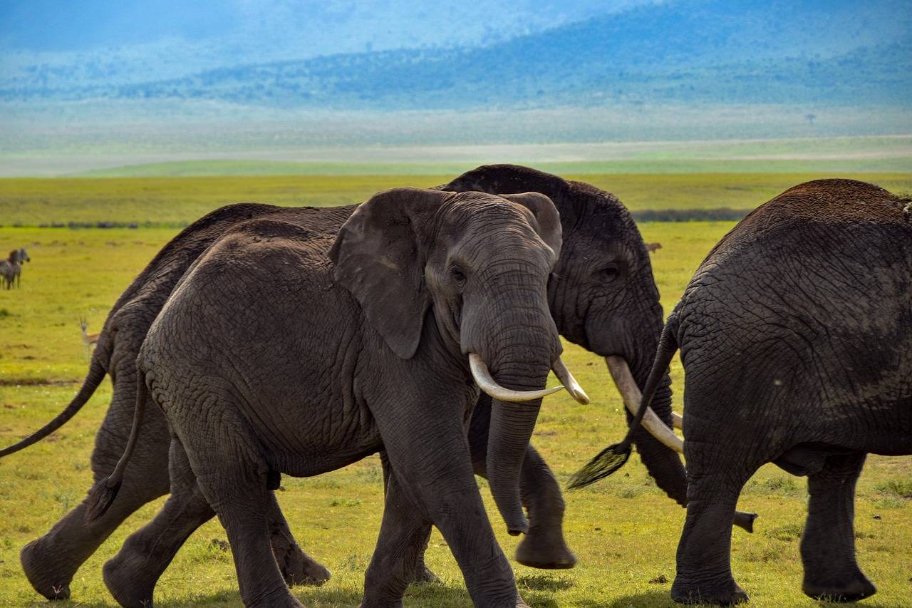 Les lacs de Tanzanie : Un patrimoine naturel à protéger