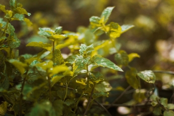 Les étonnants moyens de communication des plantes