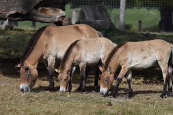 Quand l’introduction de chevaux de Przewalski en Lozère sauve l’espèce mais aussi l’environnement 