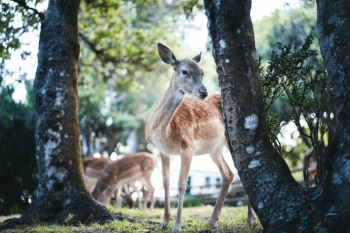 Pourquoi allons-nous devoir partager de plus en plus d’espaces avec les animaux sauvages 